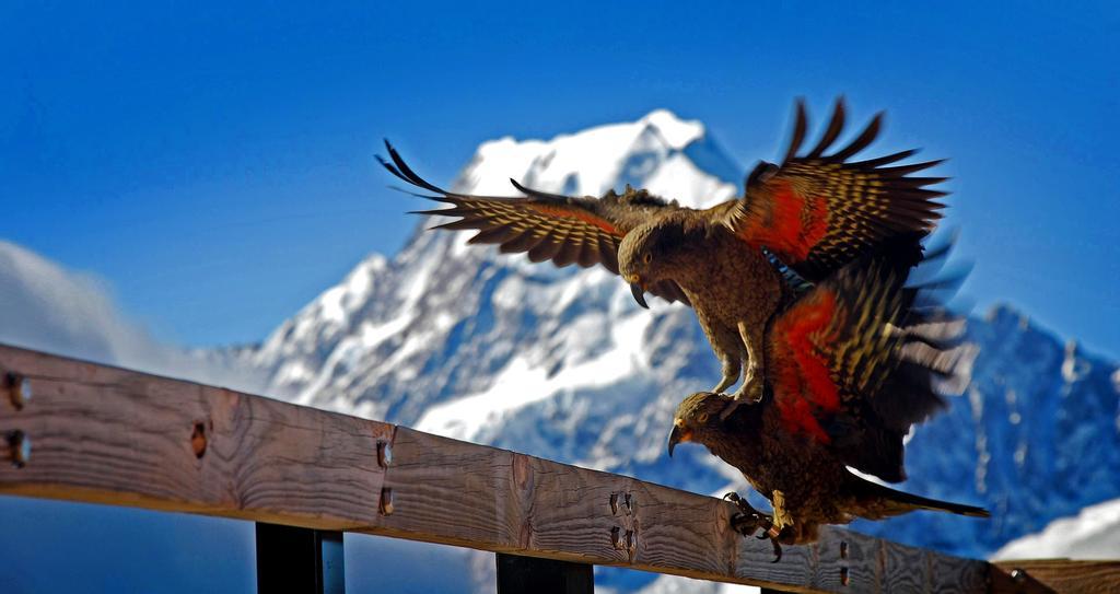 Glentanner Park Centre Ξενοδοχείο Aoraki / Mount Cook Εξωτερικό φωτογραφία